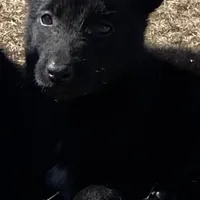 Mickey, a male Belgian Malinois for sale in Offerman, GA – Photo 7 of 7
