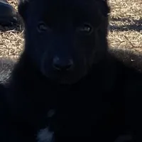 Mickey, a male Belgian Malinois for sale in Offerman, GA – Photo 6 of 7