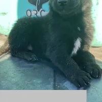 Mickey, a male Belgian Malinois for sale in Offerman, GA – Photo 4 of 7