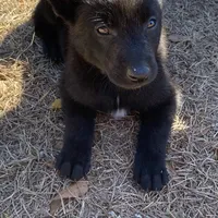 Mickey, a male Belgian Malinois for sale in Offerman, GA – Photo 2 of 7