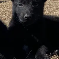 Mickey, a male Belgian Malinois for sale in Offerman, GA – Photo 1 of 7