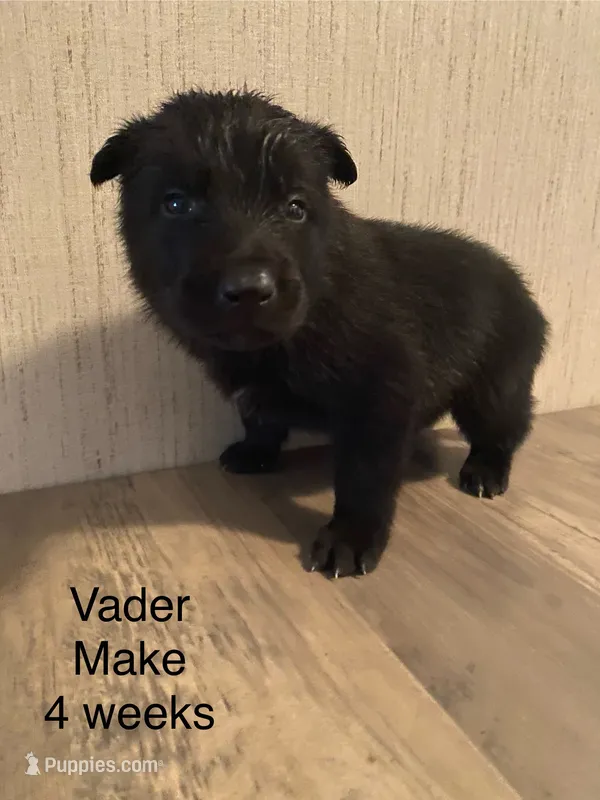 Vader