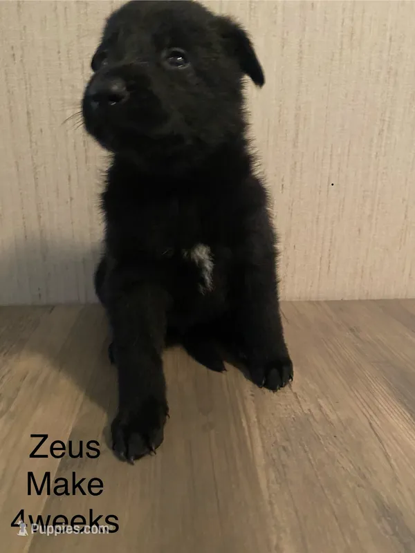 Zeus