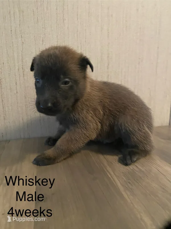 Whiskey
