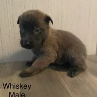 Whiskey, a male Belgian Malinois for sale in Offerman, GA – Photo 3 of 3