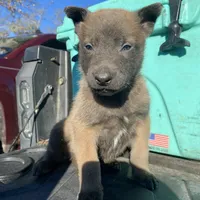 Whiskey, a male Belgian Malinois for sale in Offerman, GA – Photo 2 of 3