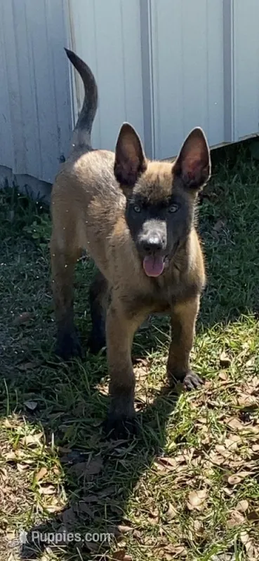 Whiskey – Belgian Malinois puppy for sale in Offerman, GA