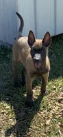 Whiskey, a male Belgian Malinois for sale in Offerman, GA – Photo 1 of 3