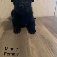 Minnie, a female Belgian Malinois for sale in Offerman, GA – Photo 5 of 5