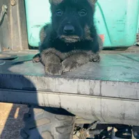 Minnie, a female Belgian Malinois for sale in Offerman, GA – Photo 4 of 5