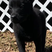 Minnie, a female Belgian Malinois for sale in Offerman, GA – Photo 1 of 5