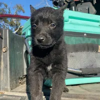 Minnie, a female Belgian Malinois for sale in Offerman, GA – Photo 3 of 5
