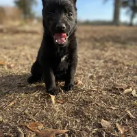 Minnie, a female Belgian Malinois for sale in Offerman, GA – Photo 2 of 5