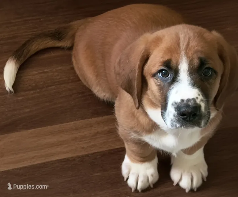 Torin – Bassador, Basset Hound puppy for sale in Reynoldsburg, OH