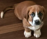 Torin, a male Bassador and Basset Hound for sale in Reynoldsburg, OH – 1 of 1