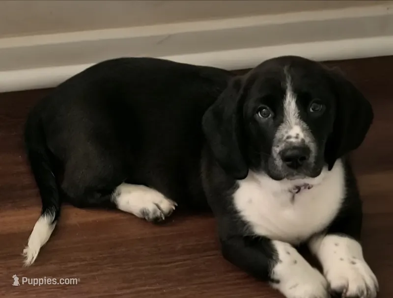 Morrigan – Bassador, Basset Hound puppy for sale in Reynoldsburg, OH
