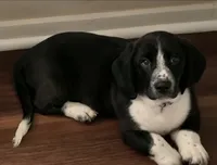 Morrigan, a female Bassador and Basset Hound for sale in Reynoldsburg, OH – 1 of 1