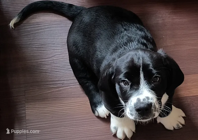 Ronan – Bassador, Basset Hound puppy for sale in Reynoldsburg, OH