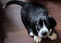 Ronan, a male Bassador and Basset Hound for sale in Reynoldsburg, OH – 1 of 1