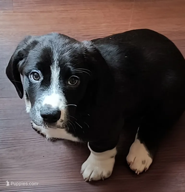 Clover – Bassador, Basset Hound puppy for sale in Reynoldsburg, OH