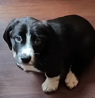 Clover, a female Bassador and Basset Hound for sale in Reynoldsburg, OH – 1 of 1