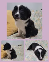 Luna, a female Miniature Australian Shepherd for sale in Rockwall, TX – Photo 3 of 4