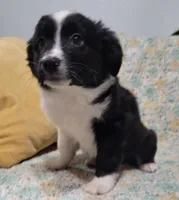 Luna, a female Miniature Australian Shepherd for sale in Rockwall, TX – Photo 1 of 4