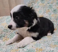 Layla, a female Miniature Australian Shepherd for sale in Rockwall, TX – Photo 3 of 4