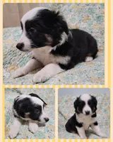 Layla, a female Miniature Australian Shepherd for sale in Rockwall, TX – Photo 4 of 4