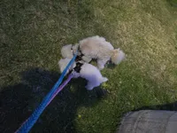 No-jName, a male Poodle - Miniature  for sale in Fort Pierce, FL – 3 of 3