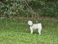 No-jName, a male Poodle - Miniature  for sale in Fort Pierce, FL – 2 of 3