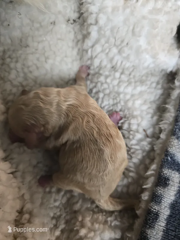 No-jName – Poodle - Miniature  puppy for sale in Fort Pierce, FL