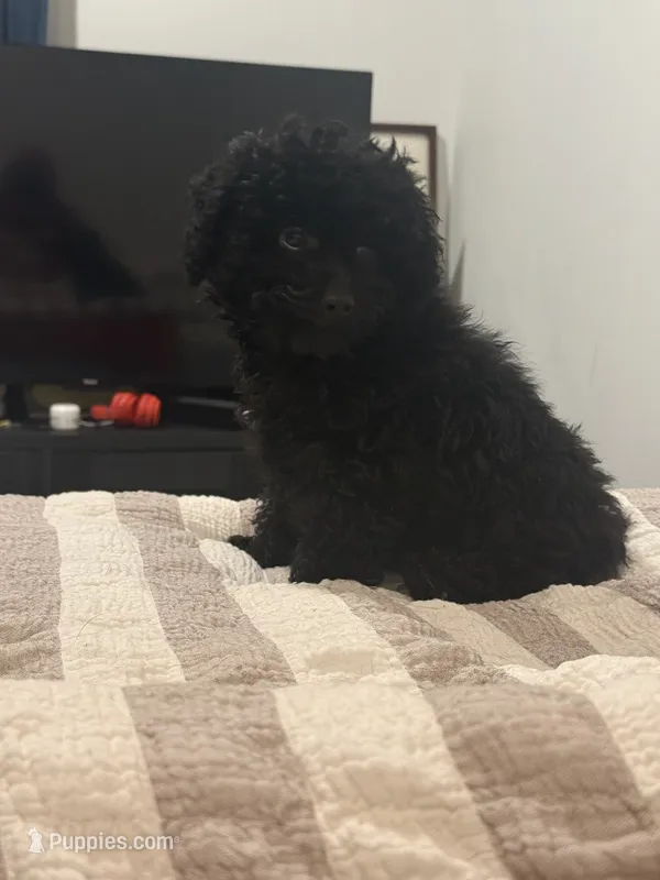 Leo – Poodle - Toy  puppy for sale in Kissimmee, FL