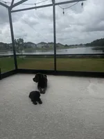 Leo, a male Poodle - Toy  for sale in Kissimmee, FL – 4 of 5