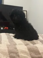 Leo, a male Poodle - Toy  for sale in Kissimmee, FL – 3 of 5