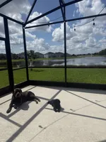 Leo, a male Poodle - Toy  for sale in Kissimmee, FL – 2 of 5