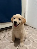 Rooney, a male Golden Retriever for sale in La Habra, CA – 6 of 6