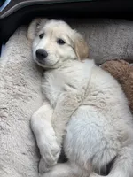 Rooney, a male Golden Retriever for sale in La Habra, CA – 3 of 6