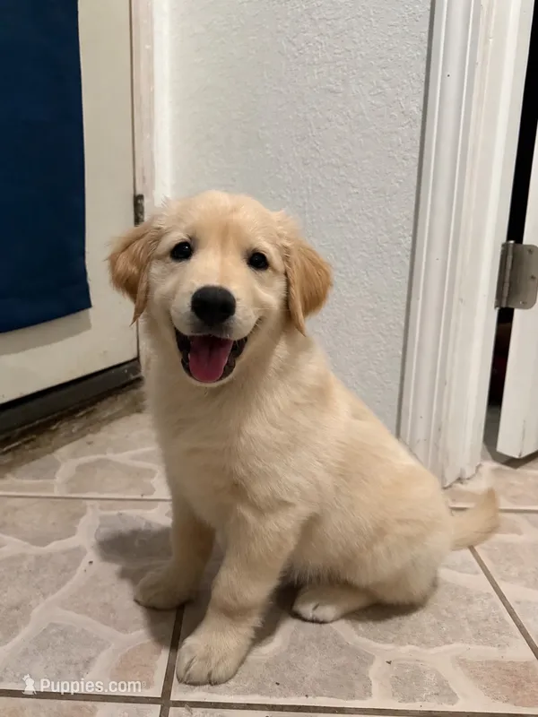 Rooney – Golden Retriever puppy for sale in La Habra, CA