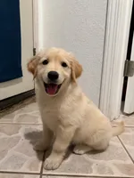 Rooney, a male Golden Retriever for sale in La Habra, CA – 1 of 6