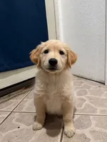 Rooney, a male Golden Retriever for sale in La Habra, CA – 4 of 6