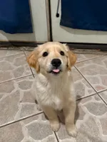 Rooney, a male Golden Retriever for sale in La Habra, CA – 2 of 6
