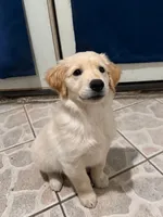 Rooney, a male Golden Retriever for sale in La Habra, CA – 5 of 6