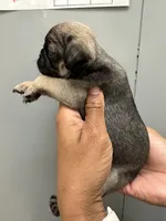 Sable , a female Pug for sale in San Antonio, TX – 3 of 4