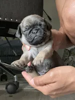 Sable female, a female Pug for sale in San Antonio, TX – 1 of 4