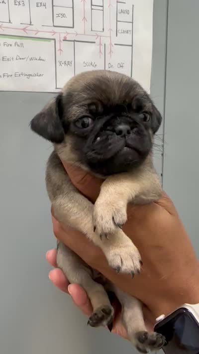 Sable , a female Pug for sale in San Antonio, TX – 4 of 4