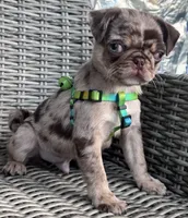 Castle, a male Pug for sale in San Antonio, TX – 3 of 3