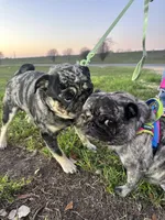 Sable female, a female Pug for sale in San Antonio, TX – 4 of 4