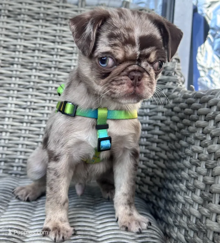 Castle – Pug puppy for sale in San Antonio, TX