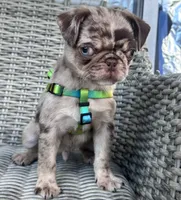 Castle, a male Pug for sale in San Antonio, TX – 1 of 3